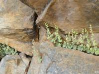 Crassula nemorosa in flower, Badspoort