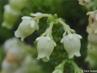 Erica oblongiflora 