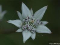 Alepidea amatymbica