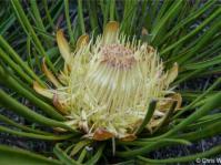 Protea scabra 