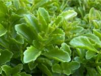 Coleus subspicatus 