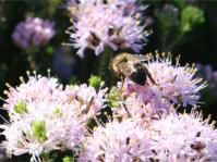 Agathosma dielsiana flowers are visited by bees