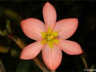 Moraea miniata 