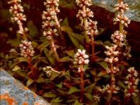 Crassula brachystachya in flower in habitat 