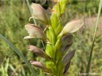Gladiolus sericeovillosus 