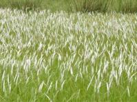 Imperata cylindrica in flower in habitat