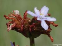 Aristea grandis