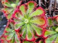 Drosera xerophila 