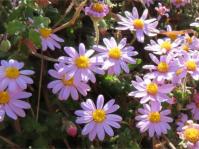 Felicia petiolata 