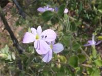 Barleria soutpansbergensis growing in open woodland