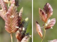 Eragrostis capensis 