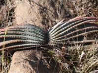 Aloe suprafoliata, leaves stacked on top of each other like pages of an open book. 