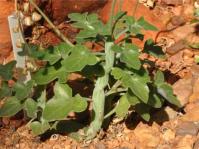 Baculellum articulatum 