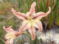 Gladiolus liliaceus