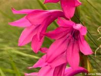 Watsonia lepida