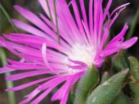 Delosperma sutherlandii 