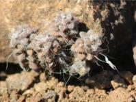 Anacampseros filamentosa subsp. filamentosa