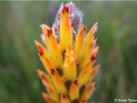 Mimetes pauciflorus