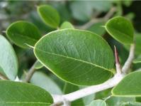Chaetachme aristata 