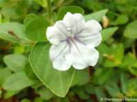 Ruellia patula