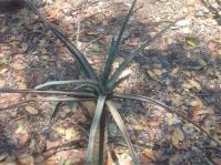 Aloestrela suzannae in the Pretoria NBG