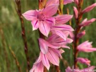 Watsonia strubeniae 
