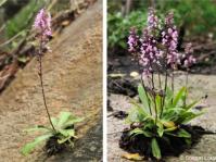 Stenoglottis longifolia growing on its preferred rocky substrate