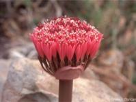 Brunsvigia pulchra 