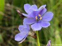 Aristea torulosa 