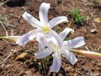 Crinum lugardiae 