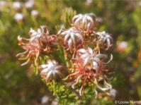 Serruria dodii 