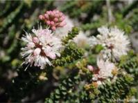 Agathosma muirii 
