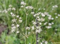 Alepidea macowani 