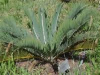 Encephalartos humilis 