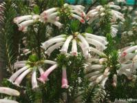 Erica thomae