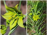 Gloriosa rigidifolia