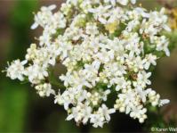 Selago corymbosa flowers