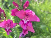 Gladiolus phoenix 