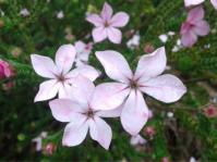 Acmadenia tetragona 