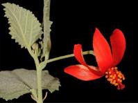 Hibiscus waterbergensis 