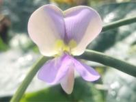 Vigna unguiculata