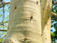 Ficus bubu 