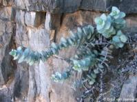 Crassula sladenii growing on a dolomite cliff on the Hunsberg