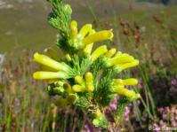 Erica galpinii