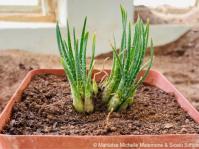 Aloe bowiea in the Karoo NBG nursery
