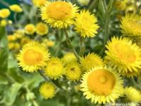 Helichrysum ruderale