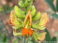 Tephrosia zoutpansbergensis