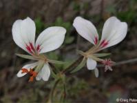 Pelargonium exhibens 