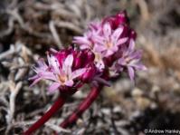 Ledebouria steenkampsbergensis flowers