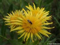 Berkheya coddii 